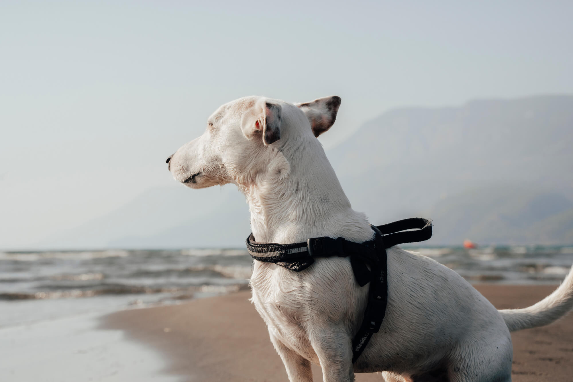 中型犬に合ったハーネスで安心・快適な散歩を実現しましょう